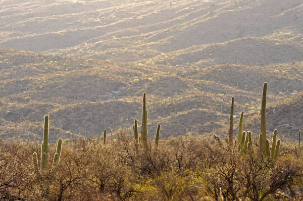 Saguaro cactus and mesquite against foothills in Saguaro National Park, Arizona