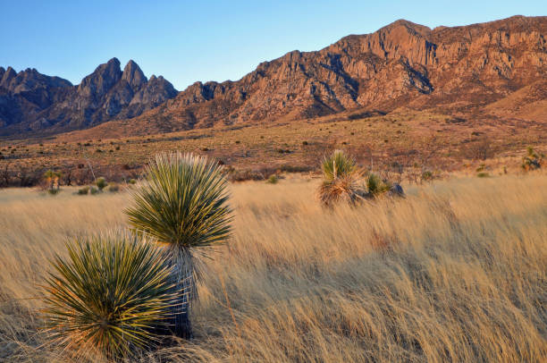 yuccas à l’aube près d’organ mountains, nouveau-mexique - yucca photos et images de collection