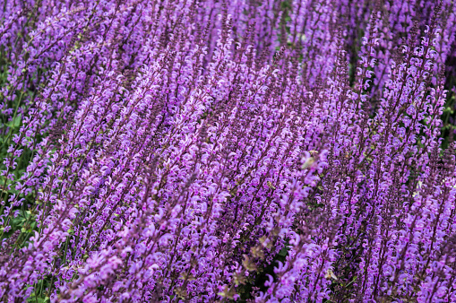 purple catmint bush blooming in summer background