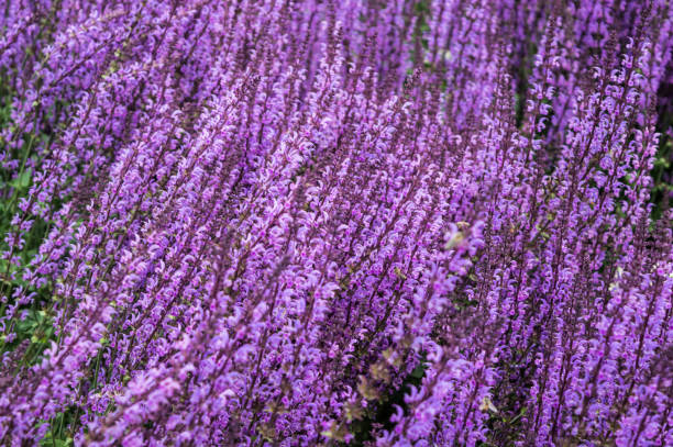 purple catmint bush blooming in summer purple catmint bush blooming in summer background nepeta faassenii stock pictures, royalty-free photos & images