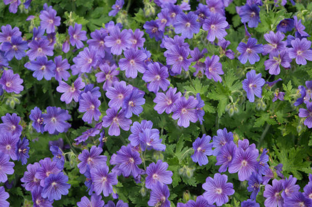 istock field of small blue flowers in spring 1359696091