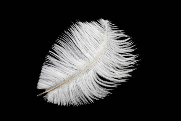 istock white ostrich feather on a black isolated background 1359696129