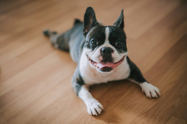 french bulldog looking at camera lying down on wood flooring