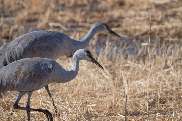 istock Sandhill crane pair walking at winter home marsh close up 1359697299
