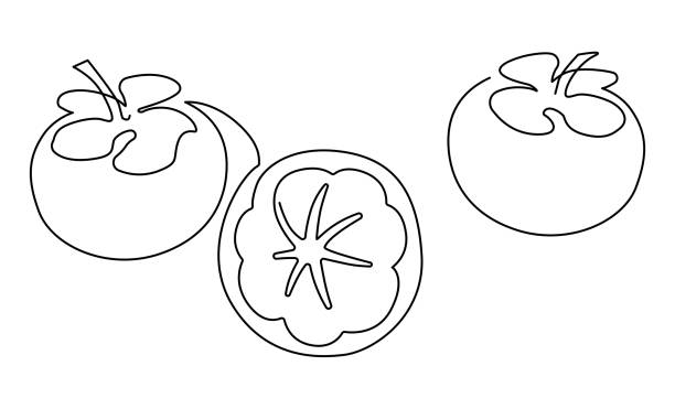 マンゴスティーンフルーツ。連続した線描画。ベクターの図。 - mangosteen fruit tropical fruit backgrounds点のイラスト素材／クリップアート素材／マンガ素材／アイコン素材