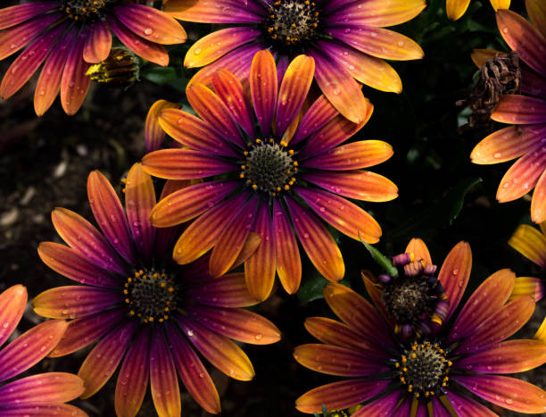 istock yellow and pink daisy flower with raindrops in summer 1359697410