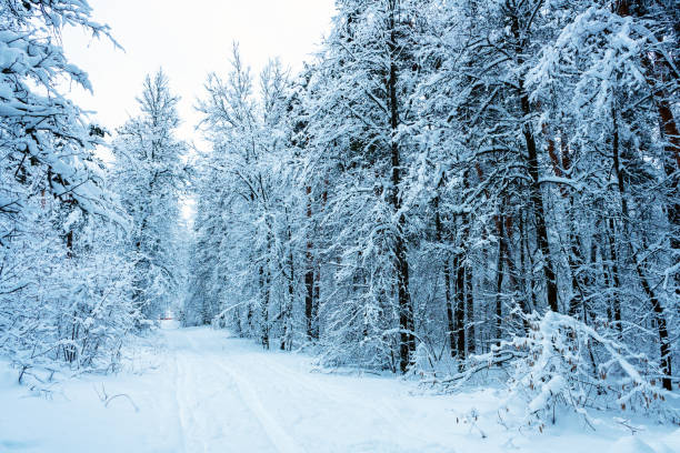 istock a ski track going into the distance, in a snowy forest 1359698094