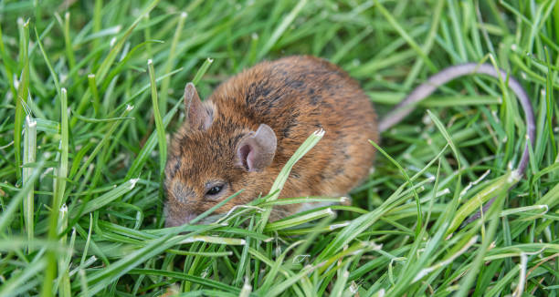 istock Close up of little Field vole (Microtus agrestis) 1359699192