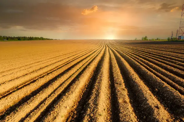 Photo of Simple country landscape with plowed fields and blue skies. Furrows row pattern in a plowed land prepared for planting potatoes crops in spring.