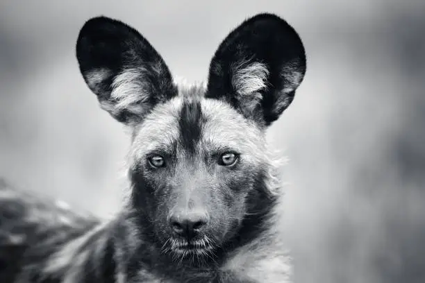 Wild dog, Lycaon pictus, facial portrait close-up in black and white. Endangered wildlife. Stock