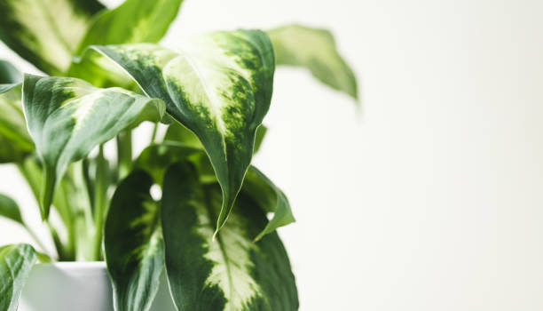 istock Dumb cane plant close-up 1359701105