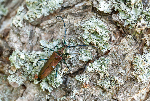 Musk beetle (Aromia moschata) climbing on a tree.