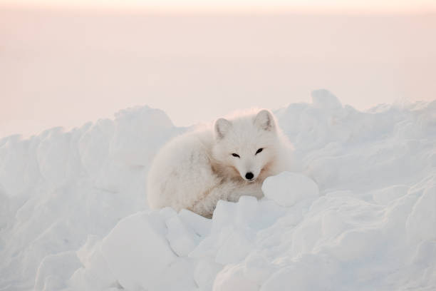 Arctic white fox close-up. Arctic fox sits in the snow and looks into the frame Arctic white fox close-up. Arctic fox sits in the snow and looks into the frame. white fox stock pictures, royalty-free photos & images