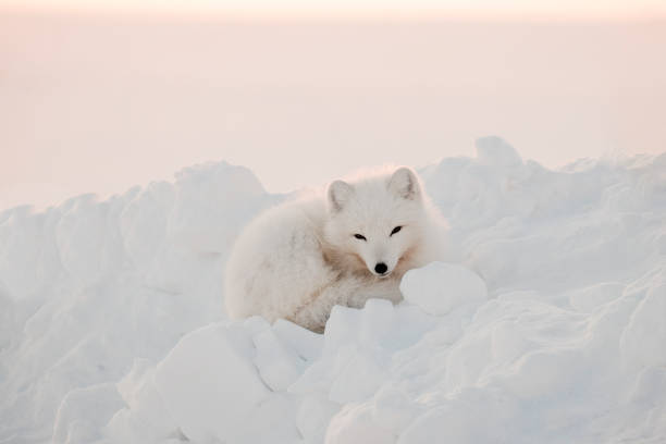 arktyczny biały lis zbliżenie. lis polarny siedzi na śniegu i zagląda w kadr - snow white animal arctic fox zdjęcia i obrazy z banku zdjęć