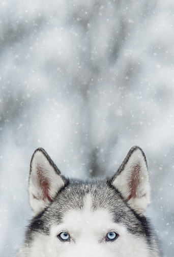 Portrait of Siberian Husky on background forest. Ears and blue eyes. Symbol of new year. Copy space.
