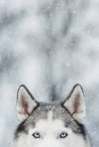 Portrait of Siberian Husky on background forest. Ears and blue eyes. Symbol of new year 2018. Copy space Portrait of Siberian Husky on background forest. Ears and blue eyes. Symbol of new year. Copy space. husky stock pictures, royalty-free photos & images