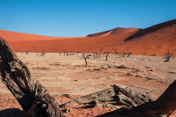 istock Dead trees in Dead Vlei - Sossusvlei, Namib desert, Namibia. 1359703325