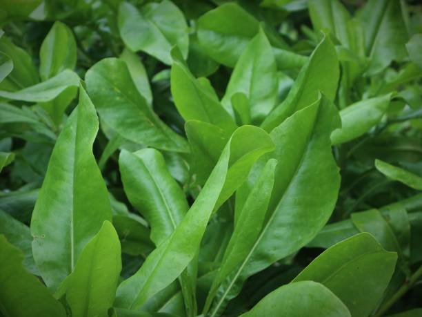 istock Green leaves with drops of water 1359703608