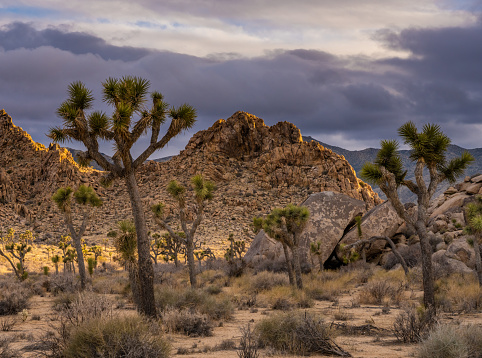 Evening Light Sneaks Into The Valley Behind Outreached Joshua Trees in California park