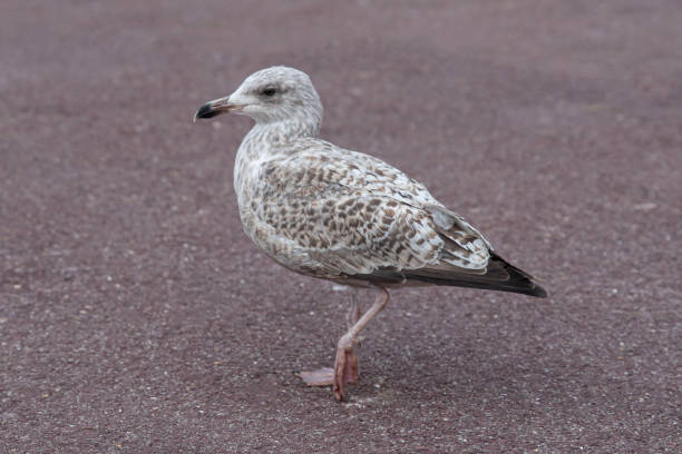 istock Close-up of a gull 1359706444