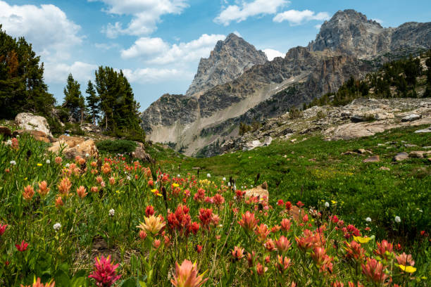 istock Orange Paintbrush Cover the Hillside Below Hurricane Pass 1359706515