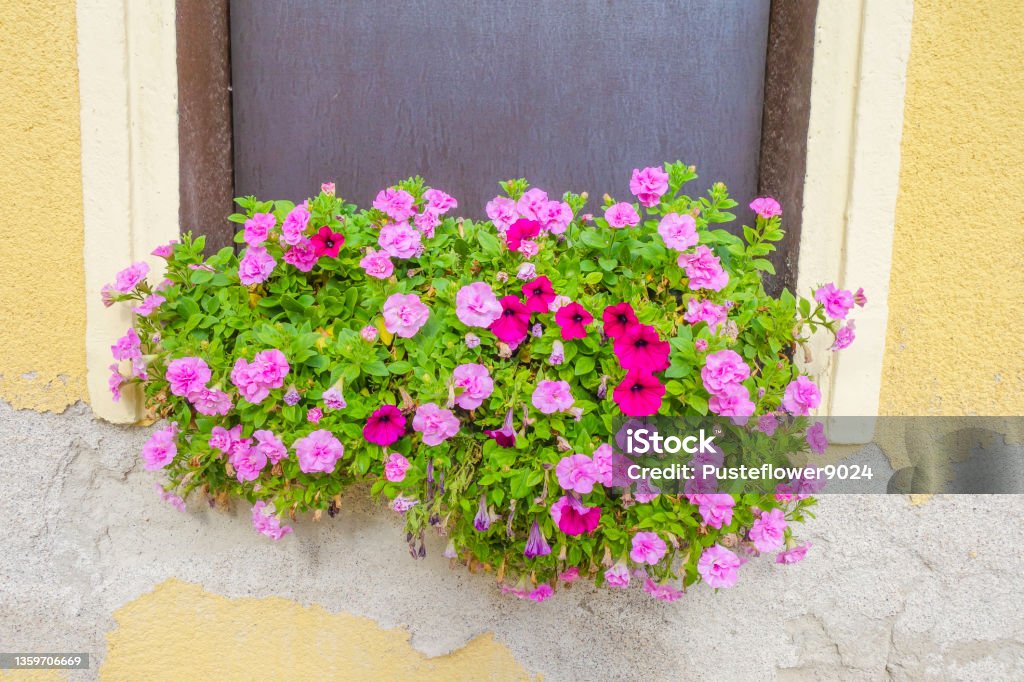 Pink Flowers on House Ruin Flowers on Ruins Flower Stock Photo