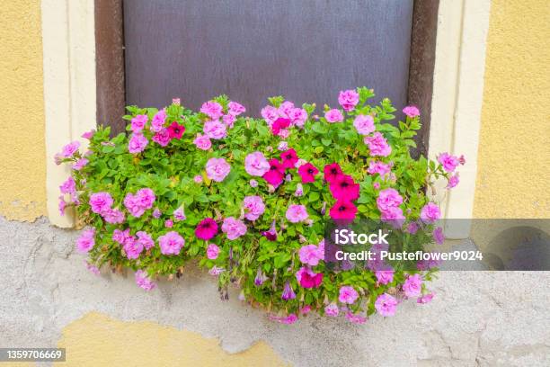 Pink Flowers On House Ruin Stock Photo - Download Image Now - Flower, Metal Ore, Ancient