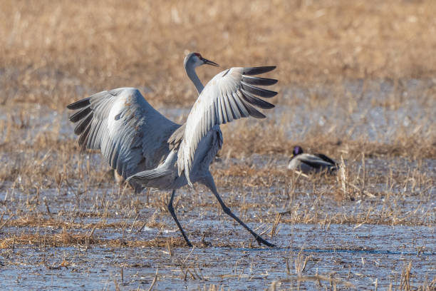 istock Sandhill crane flying and landing at winter home marsh 1359707287
