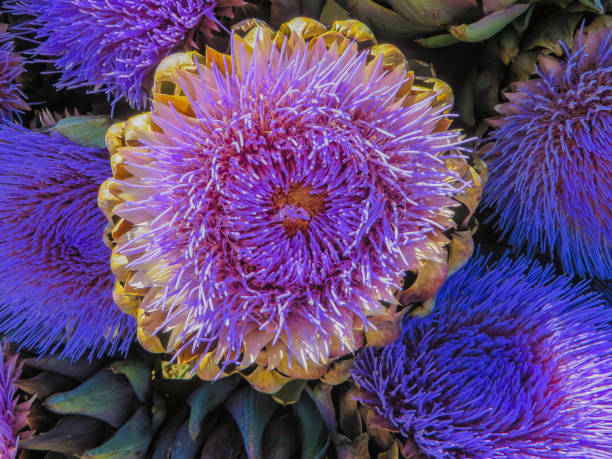 istock Purple Blossoms of Artichoke 1359708308
