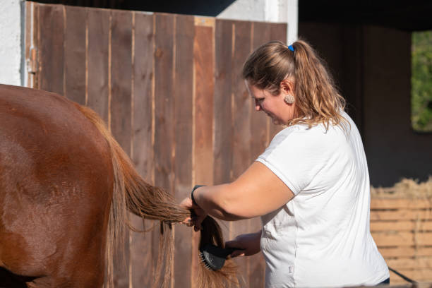 Woman cleaning horse with brush.Cheerful woman grooming and scrubbing her brown horse.