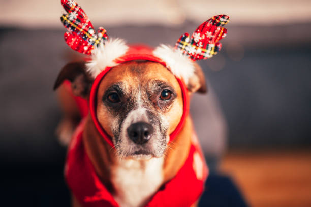istock Dog Celebrating New Year's Day 1359714912