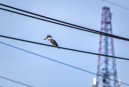 Belted kingfisher,with wet crown and feathers, perches on hydro electrical wire and is ready to dive into the pond underneath. Telecom Tower in the background