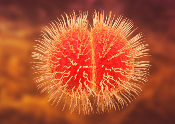 Neisseria meningitidis or meningococcus are Gram-negative coccus bacteria that cause meningococcal meningitis. 3D rendering