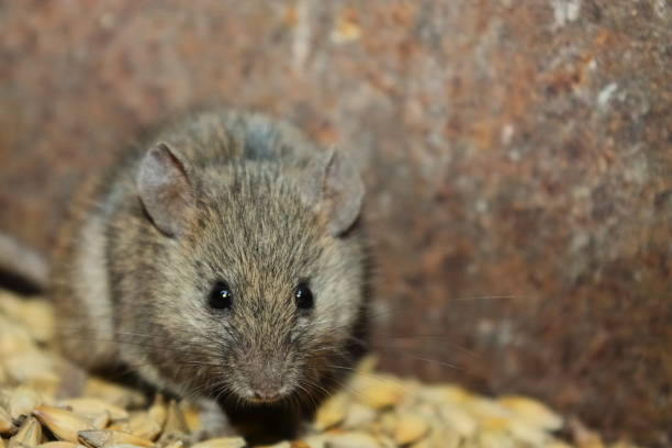 istock a gray wild mouse nibbles on grain. looks at me. muzzle 1359719444