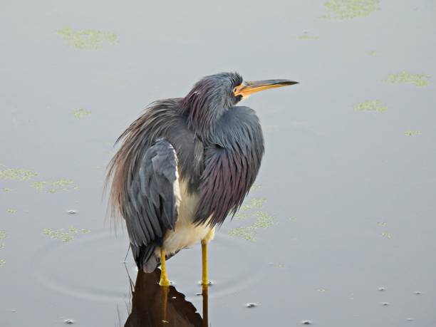 Tricolored Heron (Egretta tricolor) in the Florida wetlands Tricolored Heron - profile tricolored heron stock pictures, royalty-free photos & images