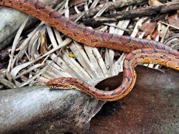 Corn Snake (Pantherophis guttatus) in the woodland Corn Snake - profile elaphe guttata guttata stock pictures, royalty-free photos & images