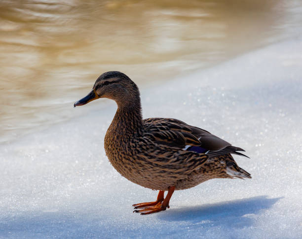 istock Wild mallard duck in mating color sits on white ice. 1359728773
