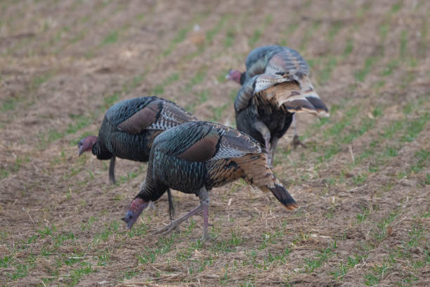 istock Wild Turkeys feeding in wildlife refuge 1359729107