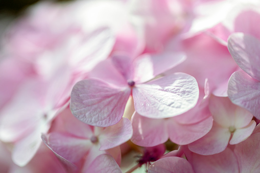 Closeup beautiful soft pink Hydrangea flowers, background with copy space, full frame horizontal composition
