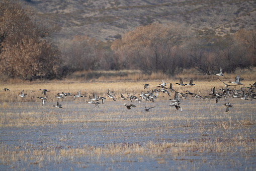 Pintail, Mallard, Gadwall and other ducks in low flight, enjoying fresh waters of wildlife refuge where this marsh is shared with sandhill cranes and snow geese. This is at Bosque del Apache in New Mexico in southwestern United States of America.