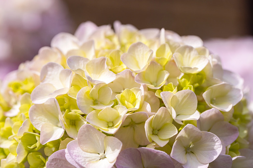 Closeup beautiful soft pink Hydrangea flowers, background with copy space, full frame horizontal composition