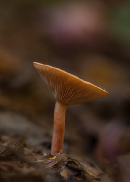 istock Brown milk mushroom closeup on forest floor 1359731652