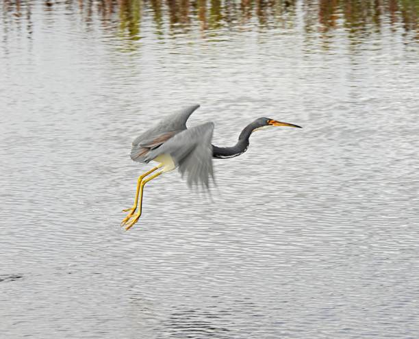 Tricolored Heron (Egretta tricolor) in-flight Tricolored Heron - profile tricolored heron stock pictures, royalty-free photos & images