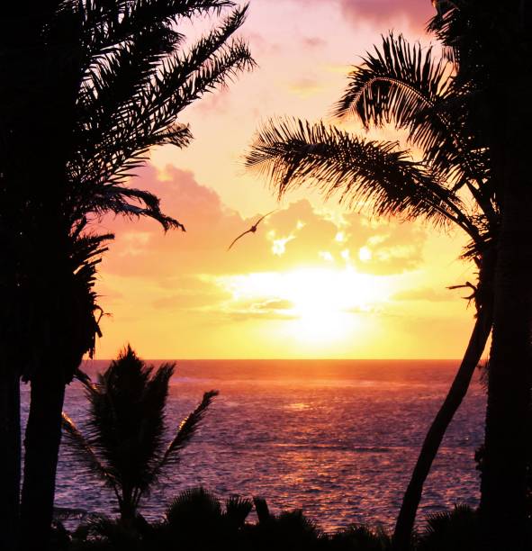 тропический пальмовый закат в розовых кораллах и апельсине - coral water sunset usa стоковые фото и изображения