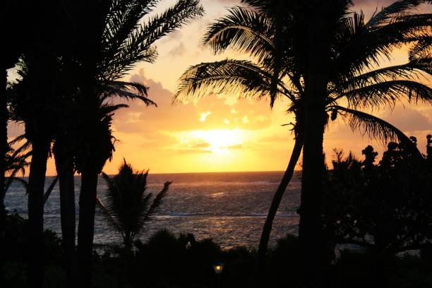 istock Tropical palm tree sunset in pink coral and orange 1359732061
