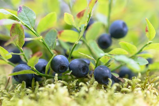 a lot of ripe delicious juicy blueberries and foliage and leaves of different colors in the forest