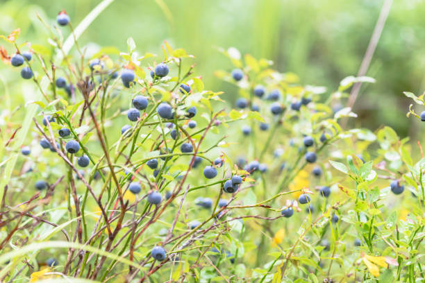 berries and leaves of wild blueberries in the forest and on the plane a lot of ripe delicious juicy blueberries and foliage and leaves of different colors in the forest blueberry autumn bush northblue blueberry stock pictures, royalty-free photos & images