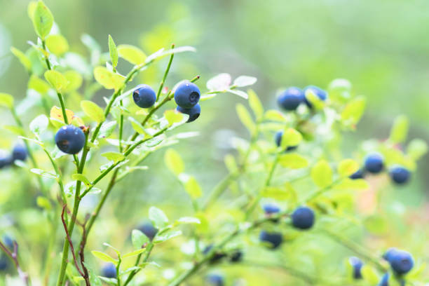 berries and leaves of wild blueberries in the forest and on the plane a lot of ripe delicious juicy blueberries and foliage and leaves of different colors in the forest blueberry autumn bush northblue blueberry stock pictures, royalty-free photos & images