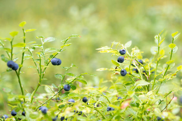 berries and leaves of wild blueberries in the forest and on the plane a lot of ripe delicious juicy blueberries and foliage and leaves of different colors in the forest blueberry autumn bush northblue blueberry stock pictures, royalty-free photos & images
