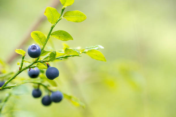 berries and leaves of wild blueberries in the forest and on the plane a lot of ripe delicious juicy blueberries and foliage and leaves of different colors in the forest blueberry autumn bush northblue blueberry stock pictures, royalty-free photos & images